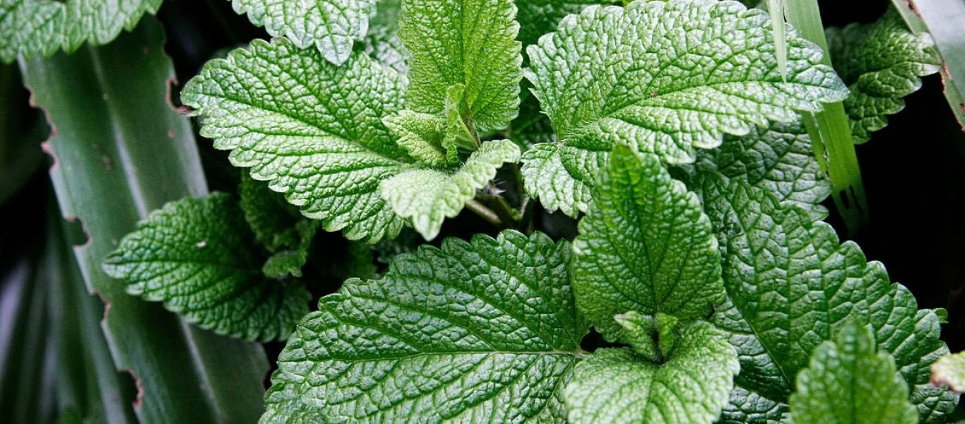 Βάλτε μέντα για τις... αράχνες και ξεχάστε τες μια για πάντα